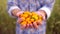 Farming and cultivations. Man farmer showing vegetables, tomato, Farmer`s market, yellow tomatoes cherry, Organic