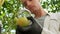 Farming and cultivations. Portrait of young farmer in tomato field, showing vegetables to the camera. Close Up of