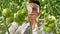 Farming and cultivations. Portrait of young farmer in tomato field, showing vegetables to the camera. Close Up of