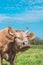 Farming in Eastern Europe. A curious cow