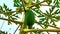 Farming an exotic papaya tree, have green papayas fruit, close up, leafs for sky background