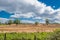 Farming Fields in South Ayrshire with Four Magnificant Mature Trees in Scotlands Winter