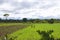 Farming Fields - Zambia