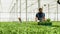 Farming gardener checking organic fresh salad during vegetables plantation