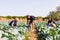 Farming, gardening, agriculture and people concept- family harvesting cabbage at greenhouse on farm. Family business.