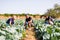 Farming, gardening, agriculture and people concept- family harvesting cabbage at greenhouse on farm. Family business.