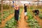 Farming, gardening, agriculture and people concept- Family harvesting cucumber at greenhouse