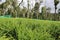 Farming of ginger in a land with green field landscape. Growing ginger plants