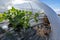 Farming in Greece, rows of small greenhouses covered with plastic film with growing melon plants in spring season, view from