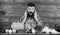 Farming and harvesting concept. Man bearded look at harvest wooden background. Farmer with homegrown crops on table