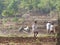 Farming in india