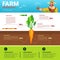 Farming Infographics Eco Friendly Organic Natural vegetable Growth Farm Production Banner With Copy Space