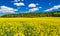 Farming landscape, argriculture background of yellow canola rapessed field and forest