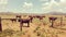 Farming life karoo life stock dusty fields