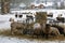 Farming - Livestock in Winter Snow