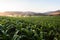 Farming Maize Crop Water Sprinklers