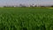 farming and nature in front of the skyline of frankfurt germany