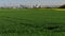 farming and nature in front of the skyline of frankfurt germany