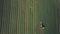 Farming and ploughing fields in spring with tractor. Top down aerial d