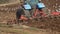 Farming: plowing. Tractor in a field followed by flying birds