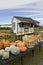 Farming, pumpkins display