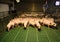 Farming raising and breeding of domestic pigs