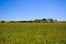 Farming Ranch Angus and Hereford Cattle in Bavaria, Germany