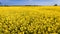 Farming. rapeseed field. Ireland