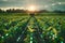 Farming revolution modern technologies optimize efficiency on agricultural land