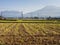 Farming on rice fields inside Aso volcanic caldera