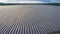 Farming. Rows of mulching plastic sheets .Ireland