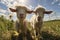Farming rural animals grass cute goat