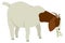 Farming set A Boer goat eating hay Vector illustration Isolated object