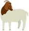 Farming set White & Brown Boer goat Vector illustration