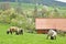 Farming, sheep farm countryside