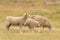 Farming sheep over dry green glass