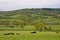 Farming in somerset cattle