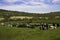 Farming in somerset cattle