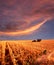 Farming at sunset