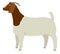 Farming today Boer goat Doe Vector illustration Isolated object