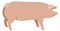 Farming today The Large White pig Breeds of domestic pigs Vector illustration Isolated object