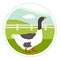 Farming today Pomeranian goose on a green meadow Cartoon Flat Vector Illustration Banner