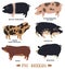 Farming today Set of six breeds of domestic pigs Flat vector illustrations Isolated objects Countryside and farmland