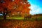 Farming tool next to an autumn tree