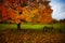 A farming tool next to an autumn tree