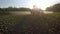 Farming tractor spraying on field with sprayer, herbicides and pesticides at sunset. Farm machinery spraying insecticide