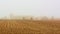 Farmlad with stubbles in the mist in the flemish countryside