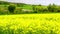 Farmland with blooming Canola