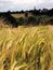 Farmland with cereal crops