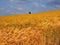 Farmland with cereal crops